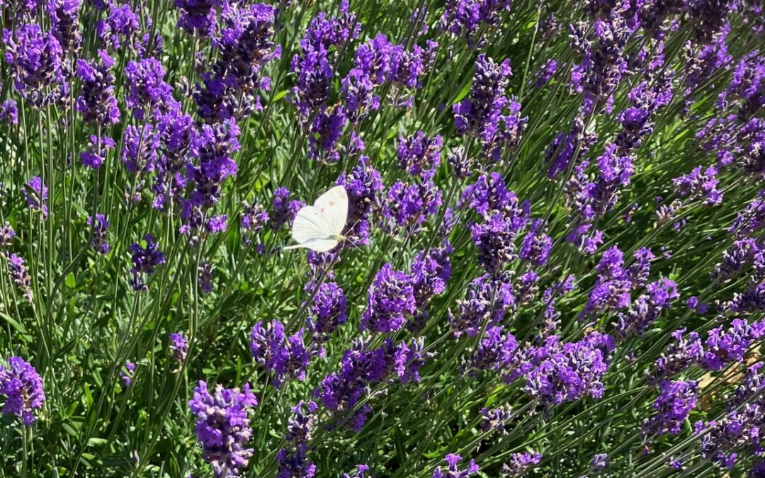 Ook in de hitte: natuurlijke huidverzorging en kleine gelukjes