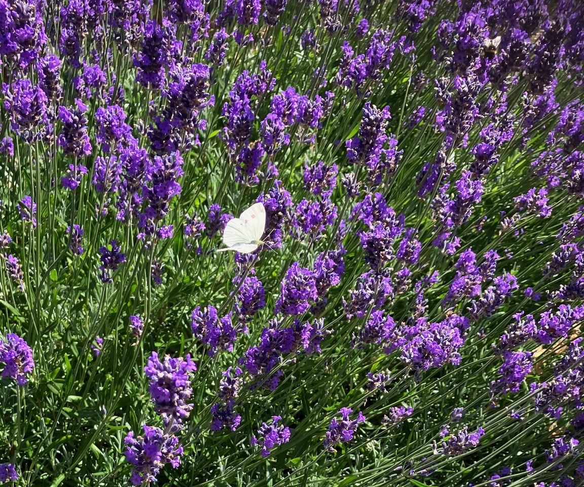 Citroenvlinder op bloeiende paarse lavendel in een zonnige zomertuin.