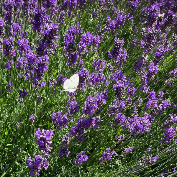 Ook in de hitte: natuurlijke huidverzorging en kleine gelukjes