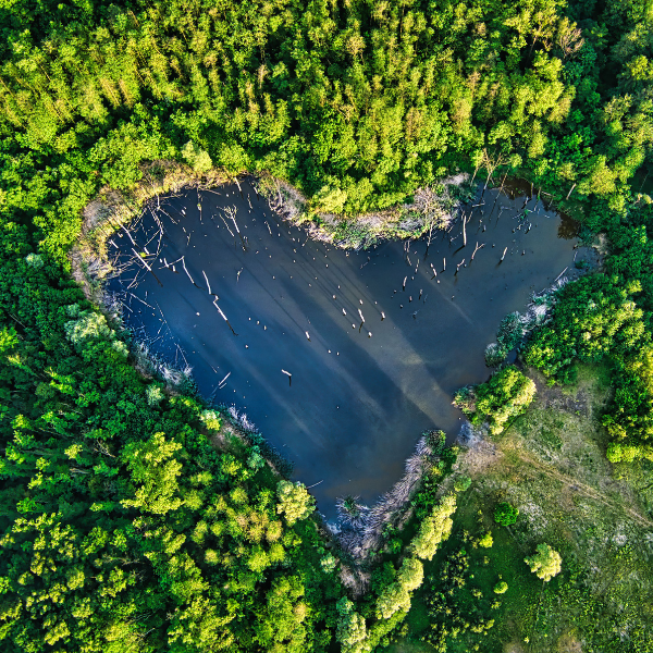 Luchtfoto van een groen bos met in het midden een helder wateroppervlak in de vorm van een hart.